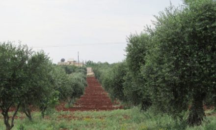 Plana dewleta Tirk a ji bo talankirina zeytûnên Efrînê