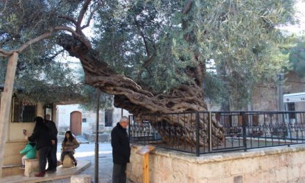 Bin 350 yaşındaki zeytin ağacı
