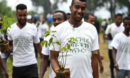 Li Etîyopyayê di rojekê de 353 milyon dar hatin çandin